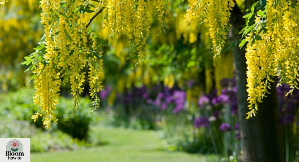 Laburnum (Golden Chain Tree)