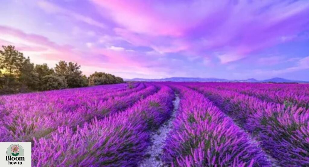 Lavender