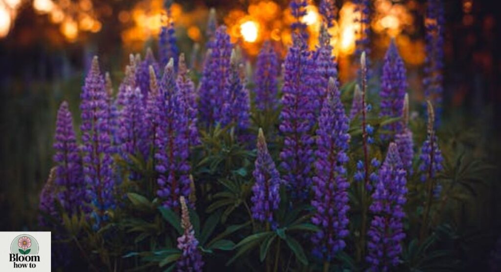 Lupine
