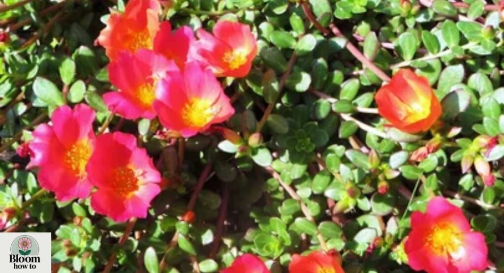 Moss Roses