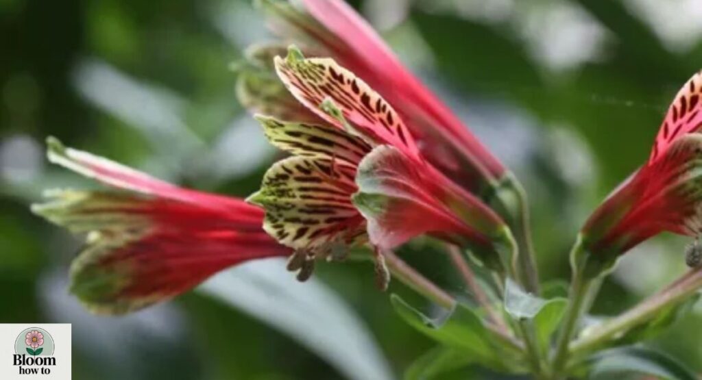 Parrot Lily 