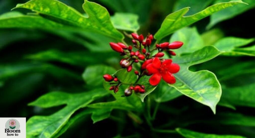 Peregrina Tree (Jatropha integerrima)