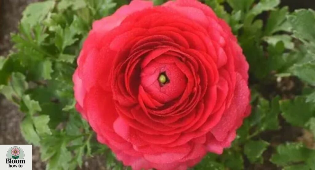 Persian Buttercup  