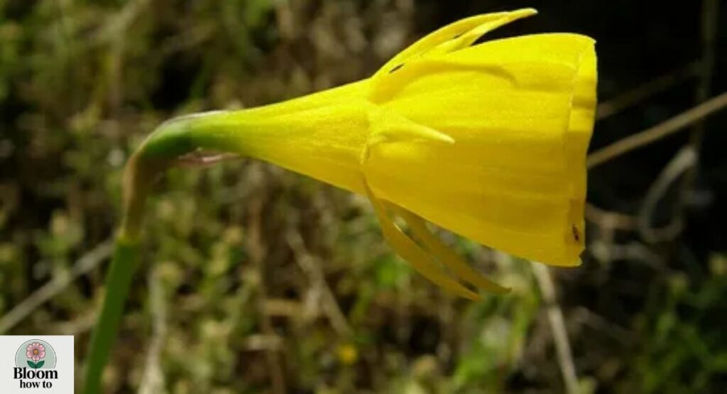 Petticoat Daffodil 