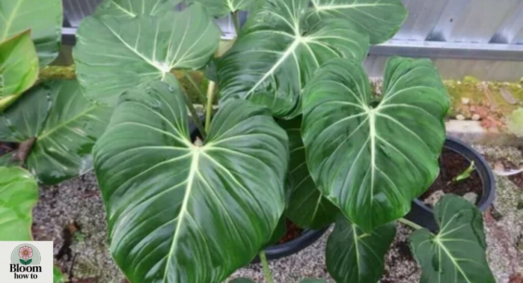 Philodendron