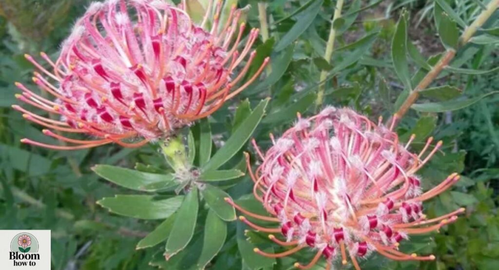 Pincushion Flower  