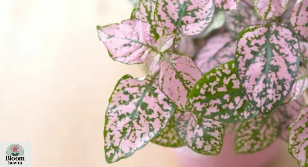 Pink Polka Dot Plant