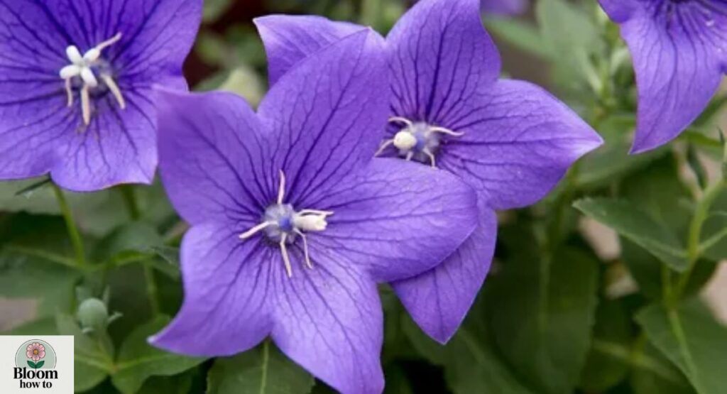 Platycodon (Balloon Flower)