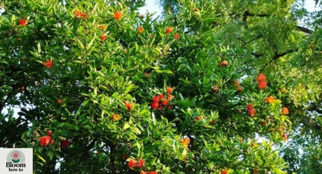 Pomegranate Tree (Punica granatum)