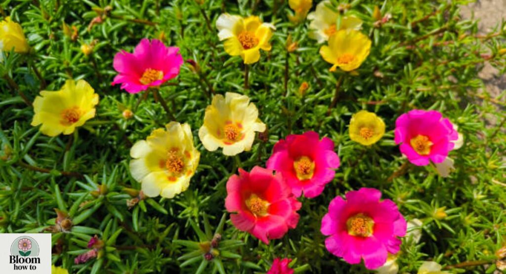 Portulaca (Moss Rose)
