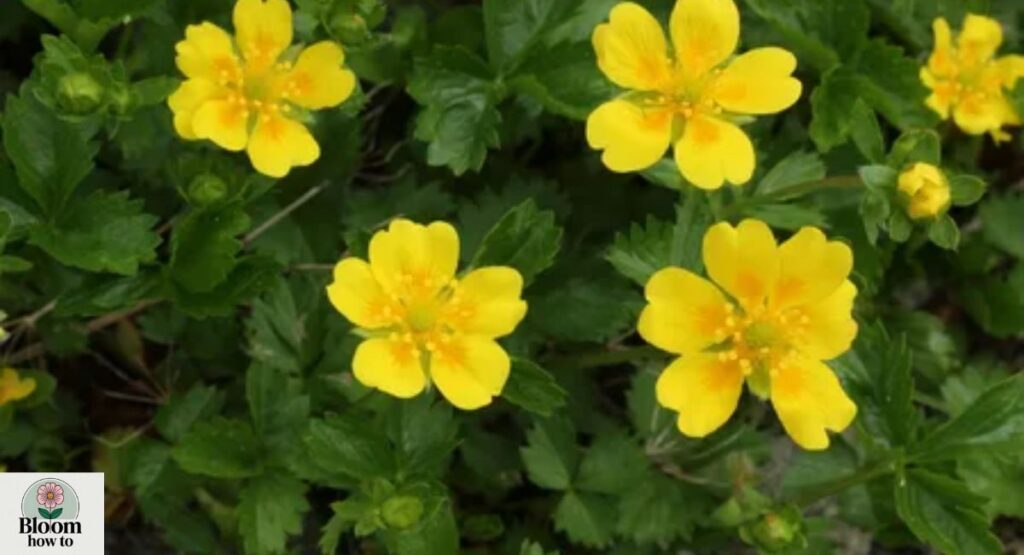 Potentilla