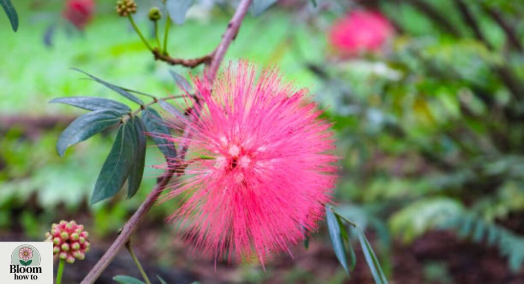 Powderpuff Tree (Calliandra haematocephala)