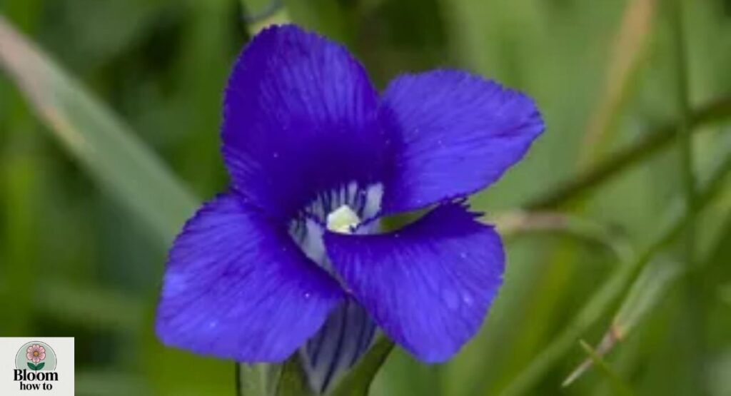 Prairie Gentian