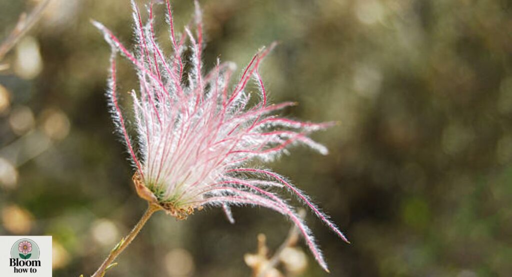 Prairie Smoke 
