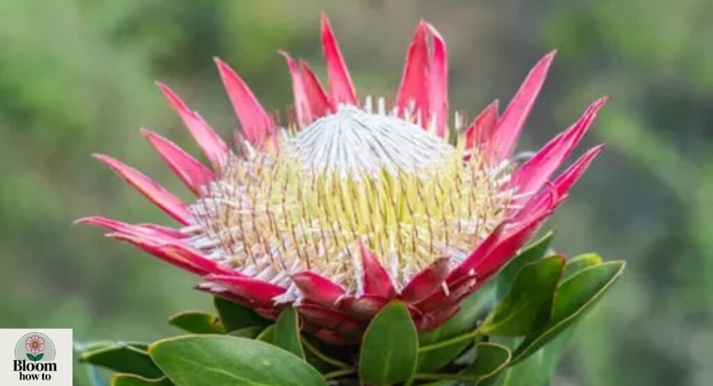 Protea