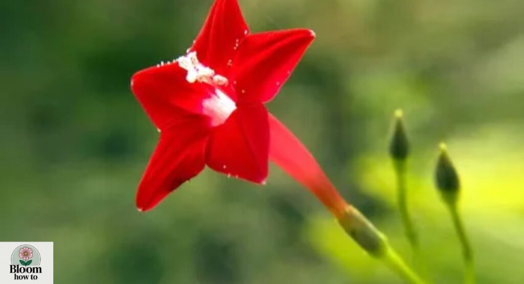 Quamoclit (Cypress Vine)
