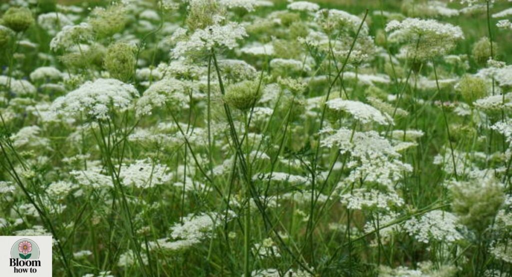 Queen Anne’s Lace