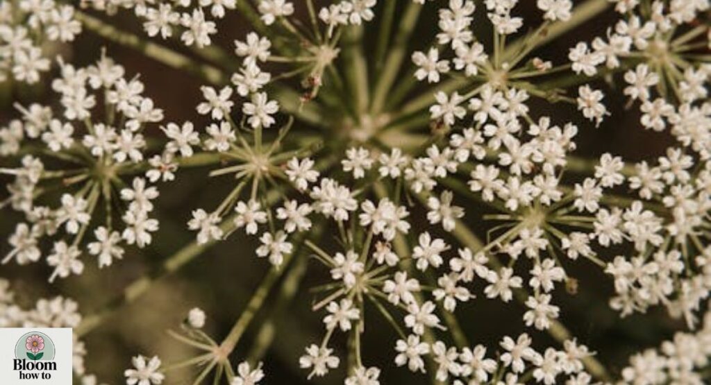 Queen Anne’s Lace