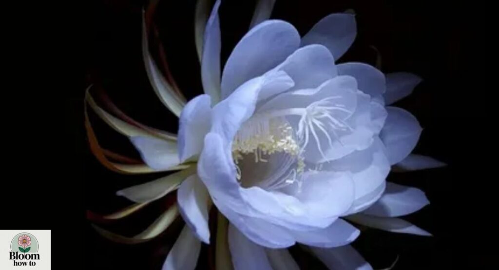 Queen of the Night