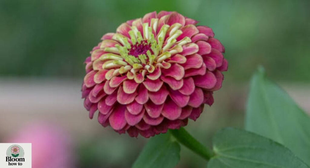 Queen Red Lime Zinnia