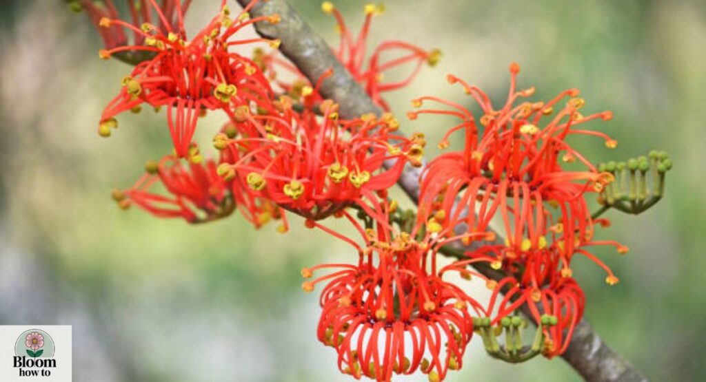 Queensland Firewheel Tree