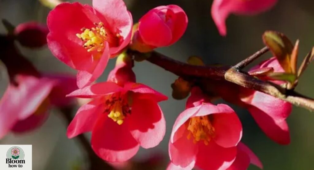 Quince Blossoms