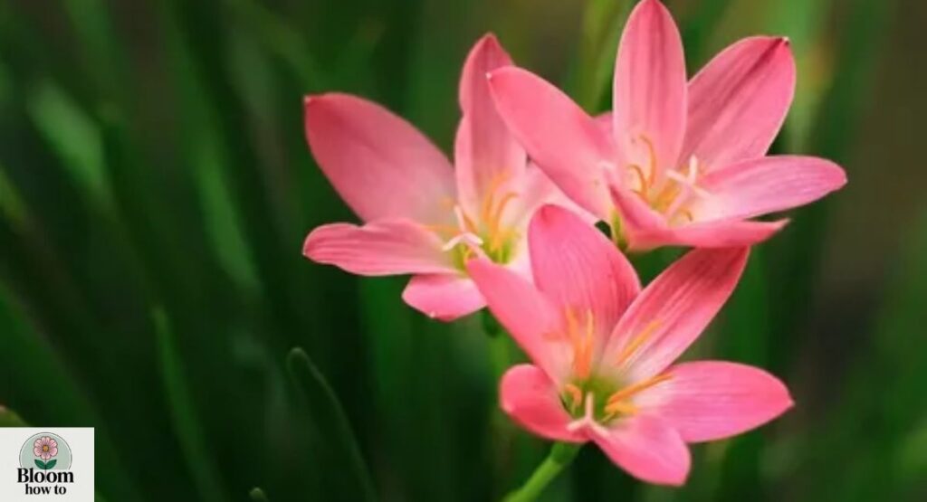 Rain Lily