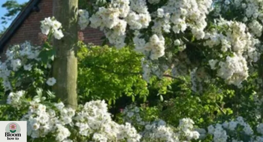 Rambling Roses