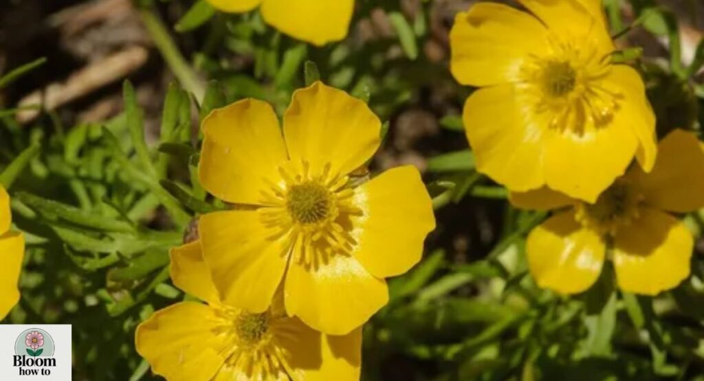 Ranunculus (Ranunculus japonicus)