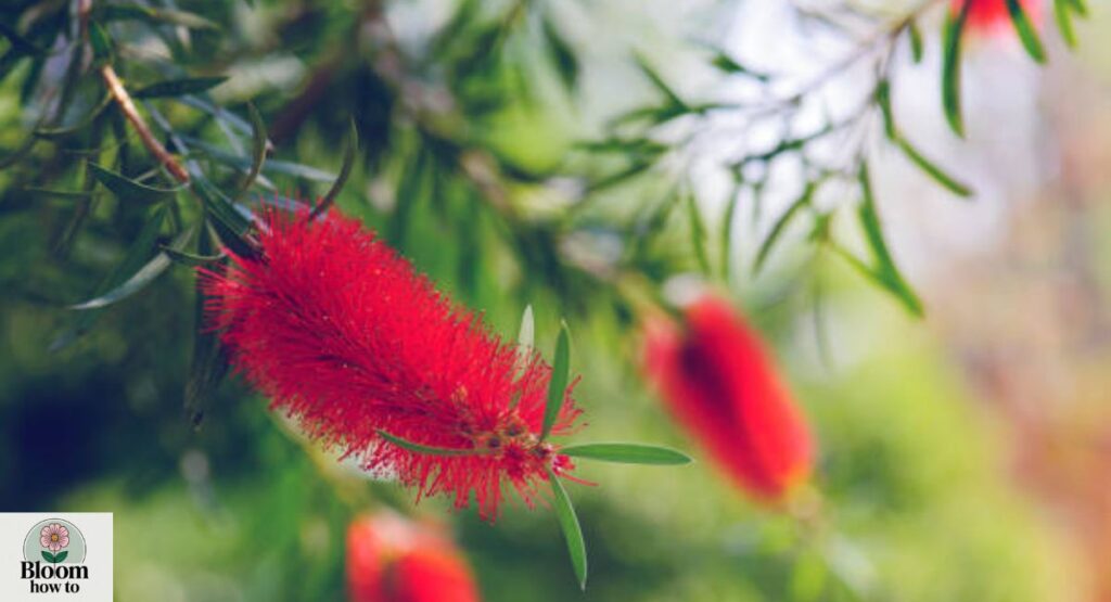Red Bottlebrush (Callistemon citrinus)