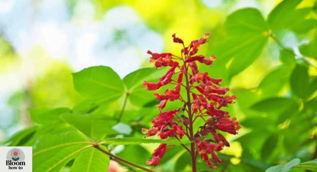 Red Buckeye (Aesculus pavia)