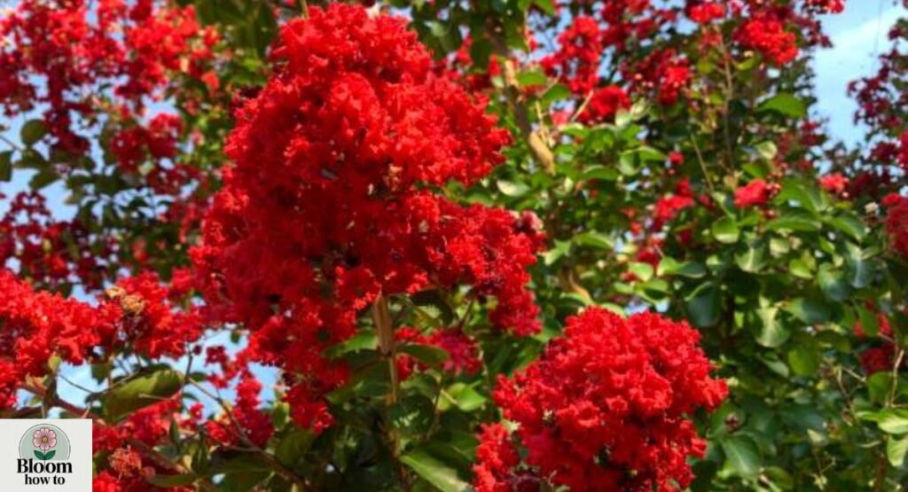 Red Crape Myrtle (Lagerstroemia indica)