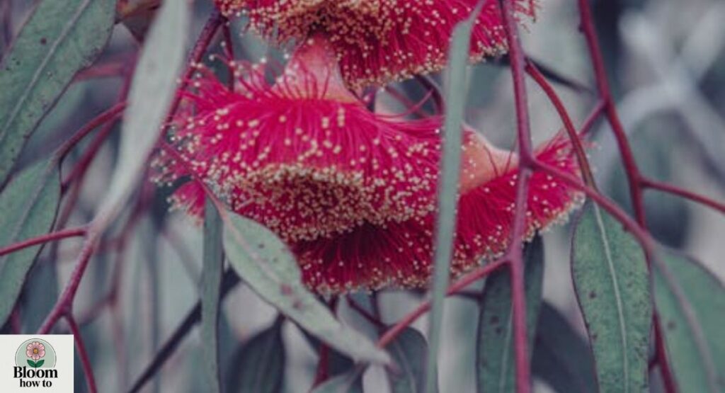 Red Flowering Gum Tree
