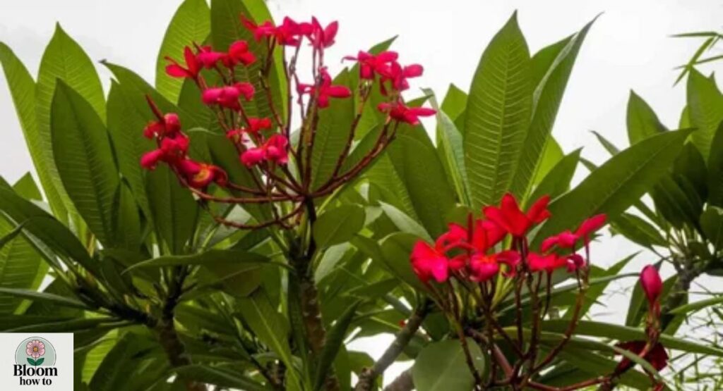 Red Frangipani (Plumeria rubra)