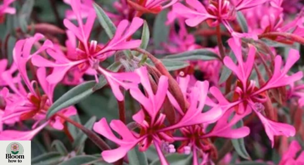 Red Ribbons (Clarkia concinna)