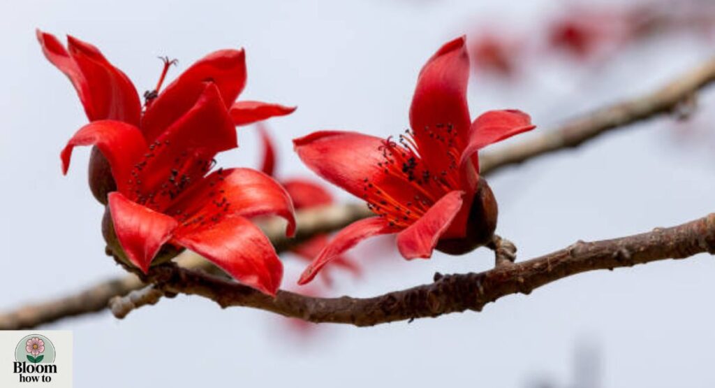 Red Silk Cotton Tree (Bombax ceiba)