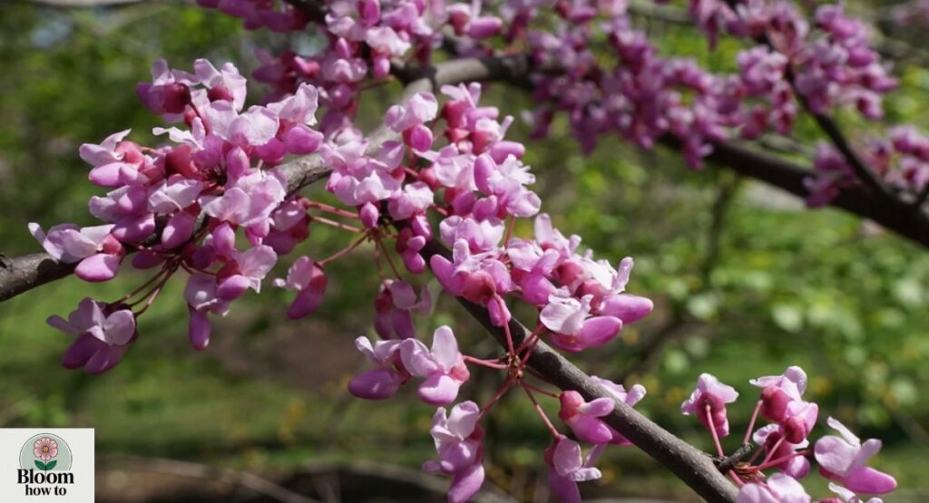 Redbud Tree
