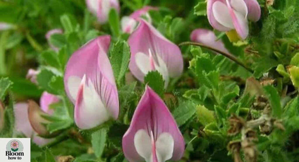 Restharrow (Ononis repens)