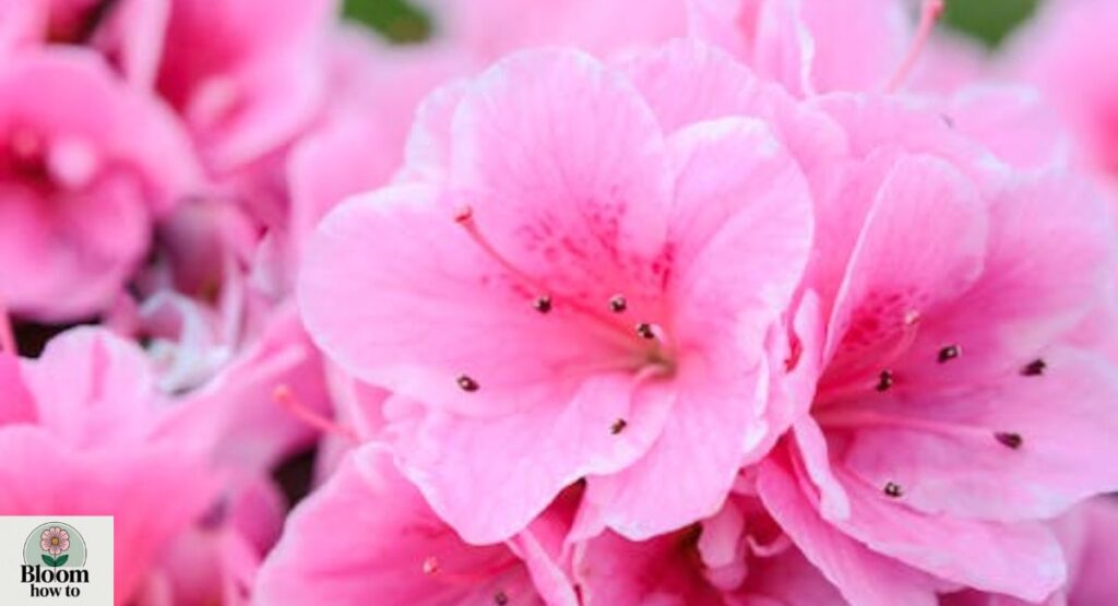 Rhododendron (Ericaceae family)