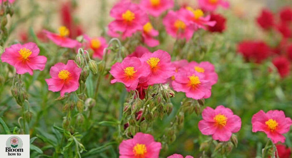 Rock Rose