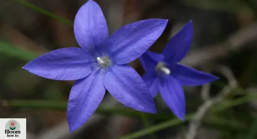 Royal Bluebell (Wahlenbergia gloriosa)