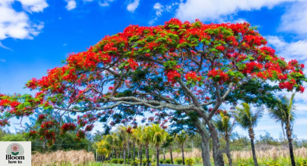 Royal Poinciana (Delonix regia)