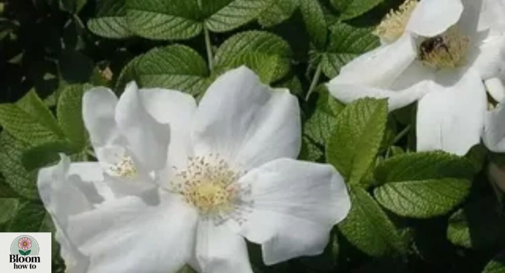Rugosa Roses
