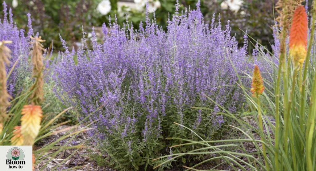 Russian Sage