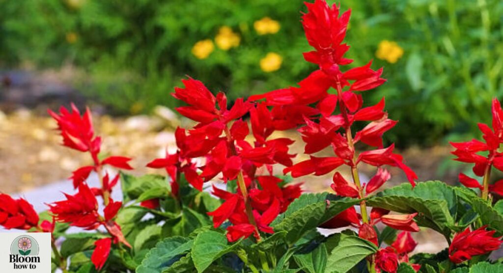 Scarlet Sage (Salvia splendens)