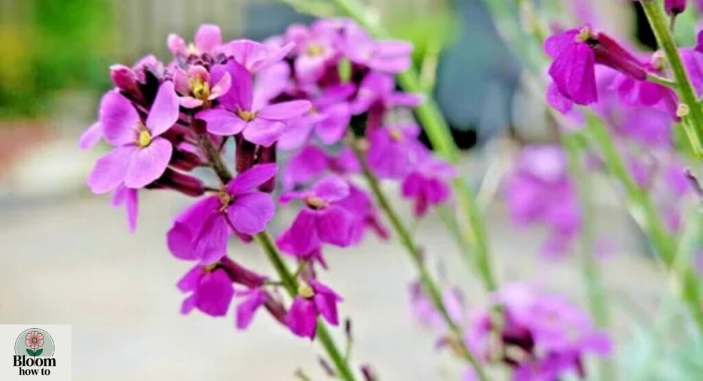 Scented Stock (Matthiola incana)