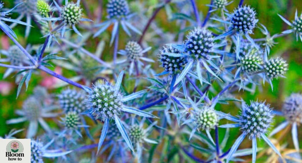 Sea Holly (Eryngium)