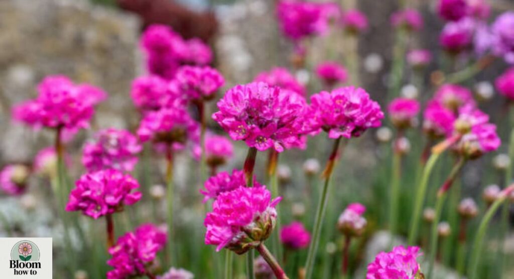 Sea Thrift (Armeria maritima)