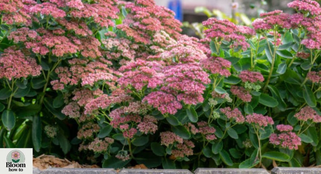 Sedum (Showy Stonecrop)