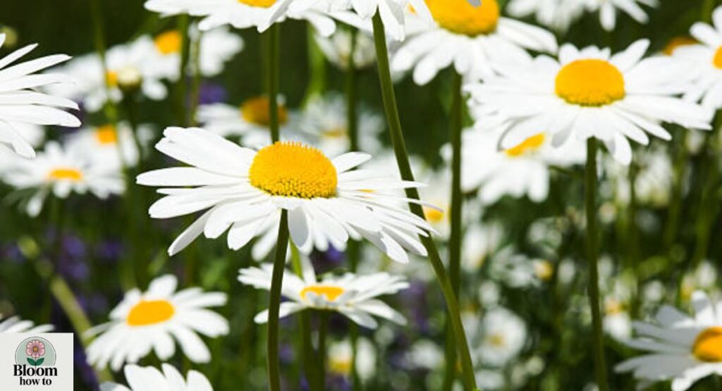 Shasta Daisy (Leucanthemum x superbum)